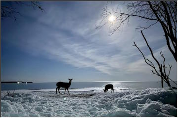 The moon and the deer