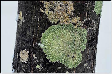 St. Patrick's Lichen