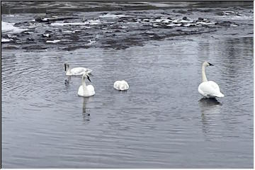 Migrating birds returning