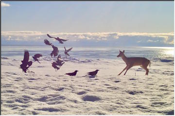 Critters on the shoreline