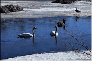 Swans and geese