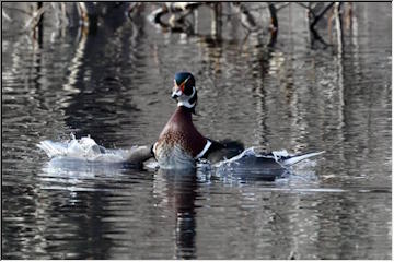 Iridescent Wood Duck