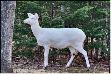 Ghost Deer
