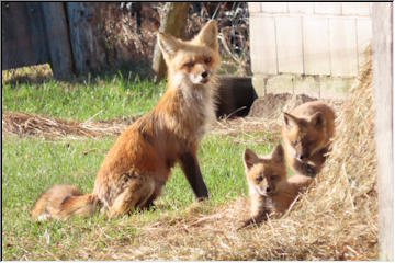Fox kits