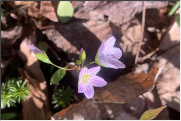 Spring flowers