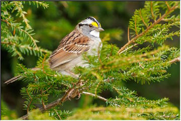 Pretty Bird