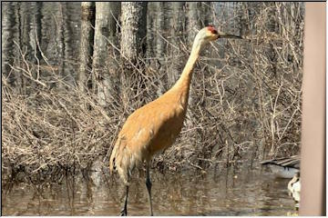 Sandhill Crane