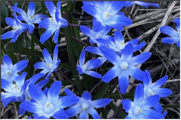 Spring Flowers
