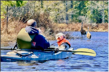Kayaking critters