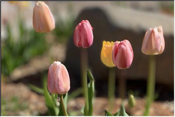 A day of flowers