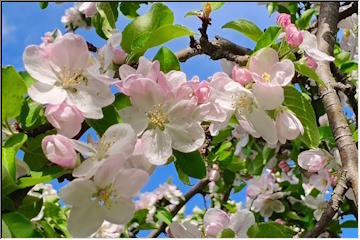 Apple Blossoms