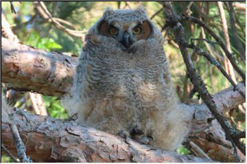 Great Horned Owl juvenile