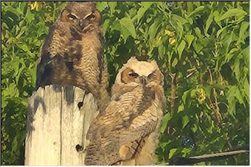 More owls