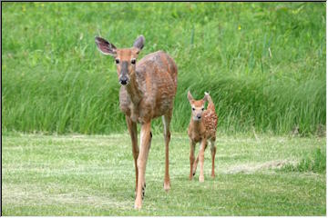 Deer - Doe, bucks and fawns