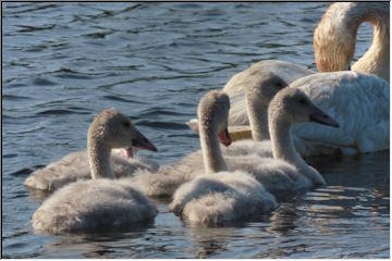 Calumet Lake Swans