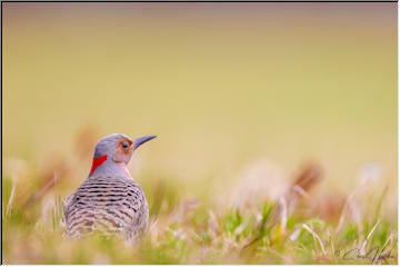 Bird watching with Chris