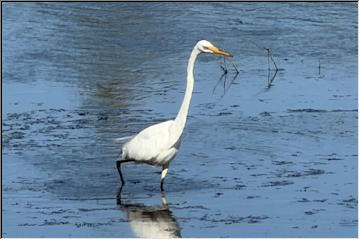 Great Egret at Calumet Lake