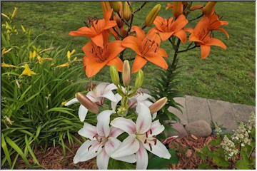 Summer Blooms