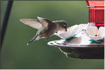 Hummingbirds hovering and perched
