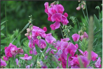 Wildflowers and bugs