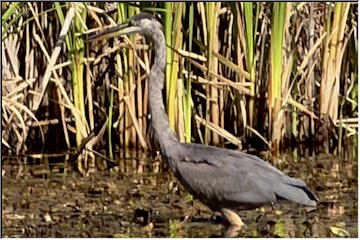 Herons at Calumet Lake