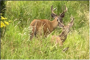 Bucks in Calumet
