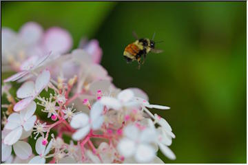 Bzzzz... Bumblebees