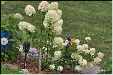 Flowers still blooming