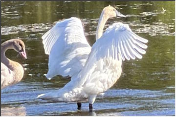 Trumpeter Swans in Calumet