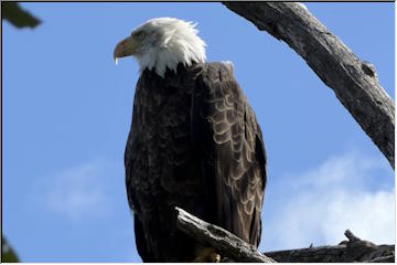 Bald Eagle at Calumet Lake