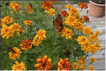 Marigolds, butterflies and color