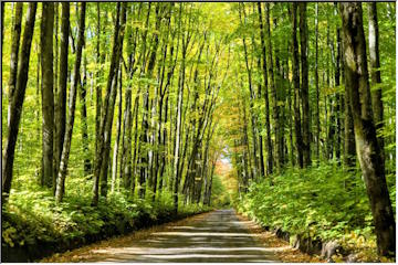 Covered Road