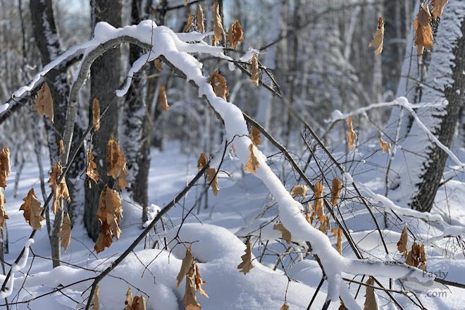 Photo by Beth Jukuri