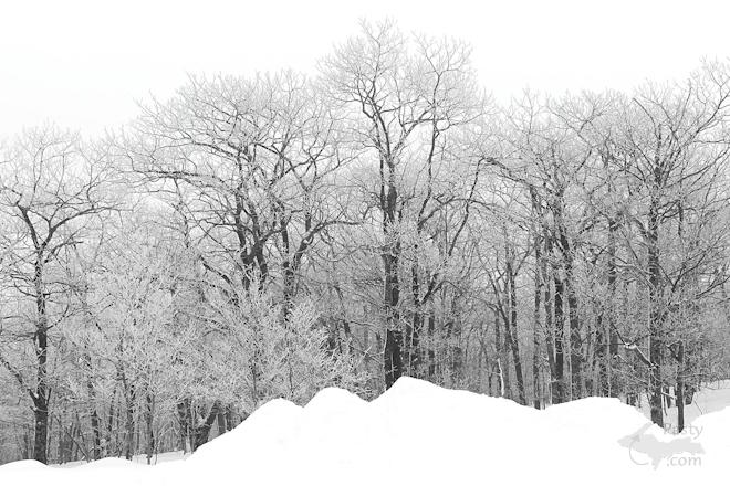 Photo by Joy Ziemnick