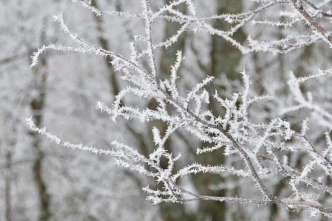 Photo by Joy Ziemnick