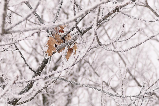 Photo by Joy Ziemnick