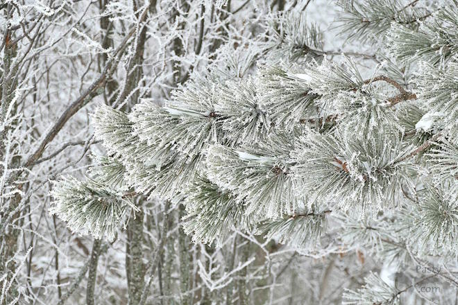 Photo by Joy Ziemnick