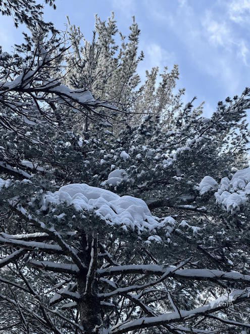 Photo by Judy Byykkonen