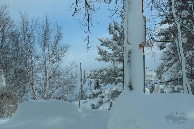 Photo by Debbie Jarve