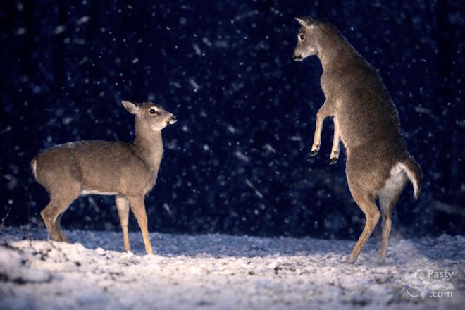 Photo by Jeff Dennis