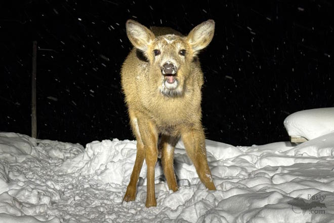 Photo by Jeff Dennis