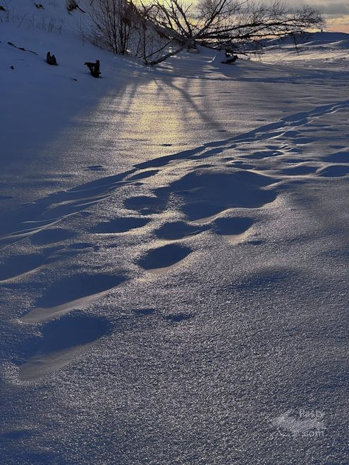 Photo by Judy Byykkonen