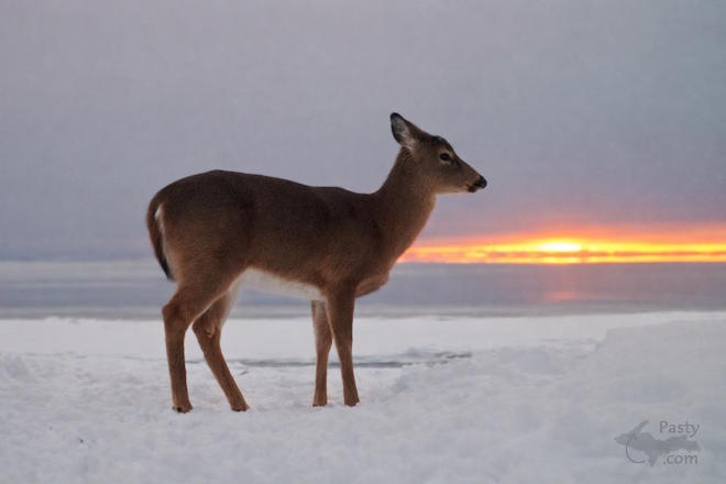 Photo by Jeff Dennis