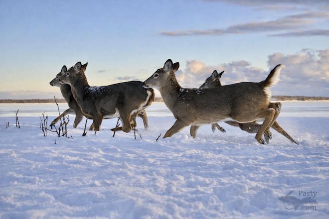 Photo by Jeff Dennis