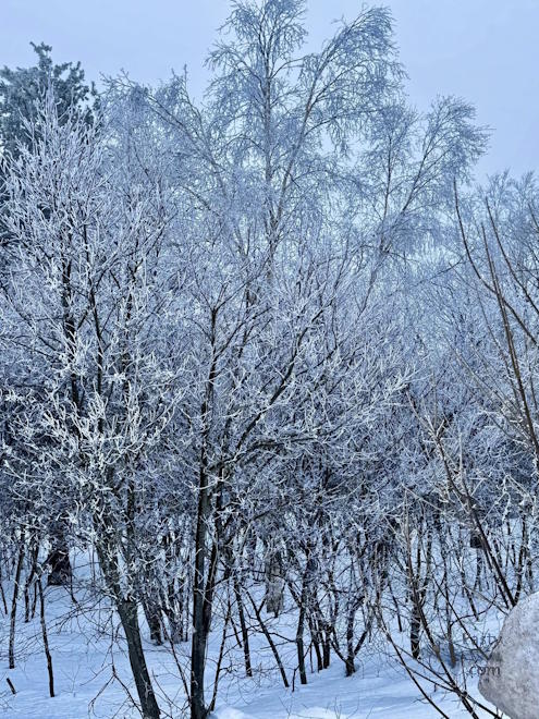 Photo by Judy Byykkonen