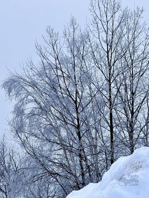 Photo by Judy Byykkonen