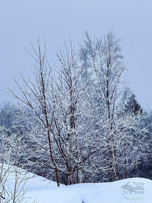 Photo by Judy Byykkonen