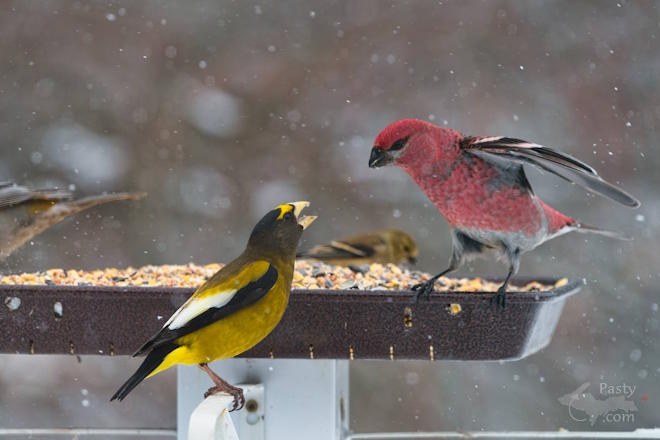 Photo by Kevin Dunham