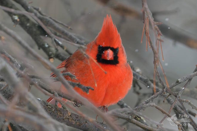 Photo by Kevin Dunham