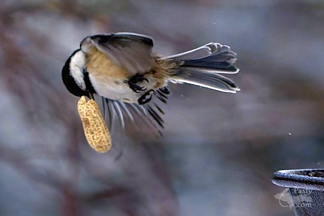 Photo by Kevin Dunham